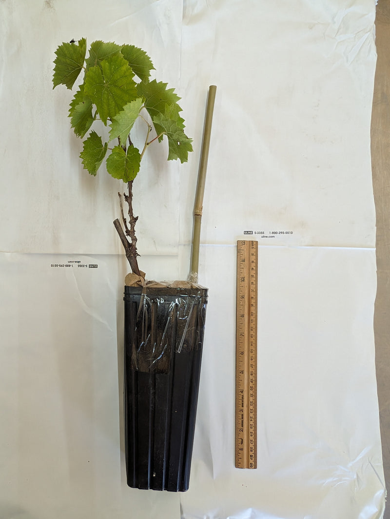 Fredonia Grape Vine - 1 Plant, 1-Gallon Potted