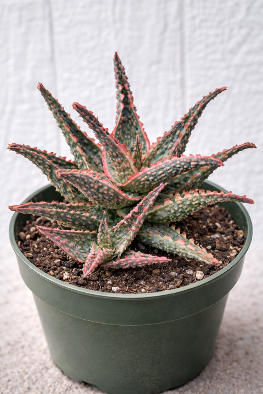 aloe vera plant portland oregon Aloe 'Oik' Succulent Plant | Compact Aloe, Drought Tolerant, Non-GMO