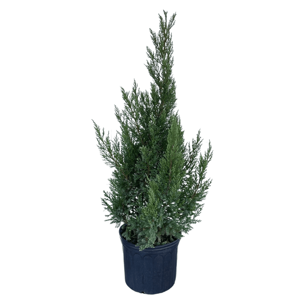 Blue Point Juniper Plant
