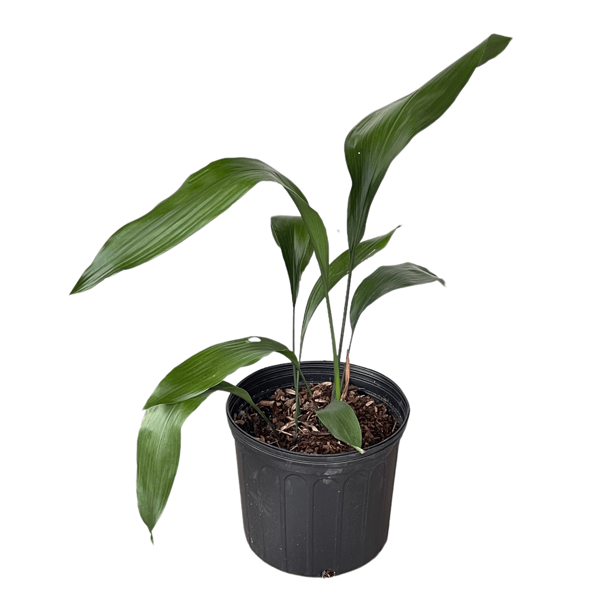cast iron plant pot size Cast Iron Plant- Huge 3-Gallon Pot Size Live Plant, up to 22" Tall- Ea – Hand Picked Nursery