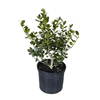 Dwarf Burford Holly Potted Plant