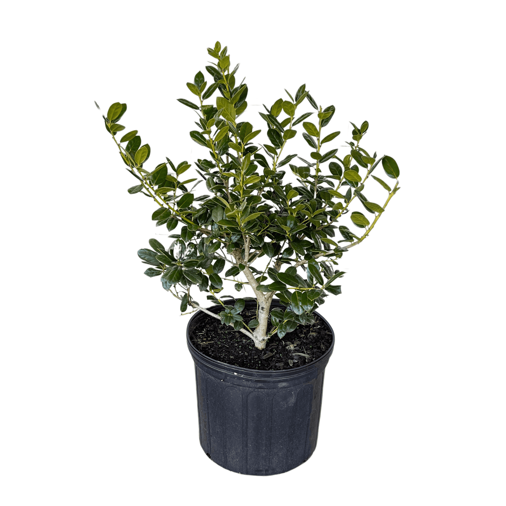 Dwarf Burford Holly Potted Plant