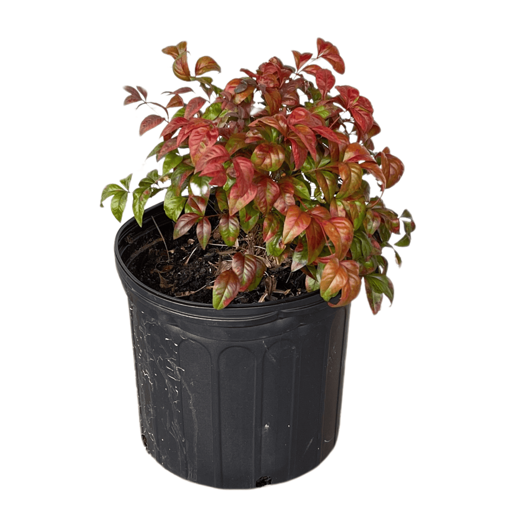 Firepower Nandina Potted Plant