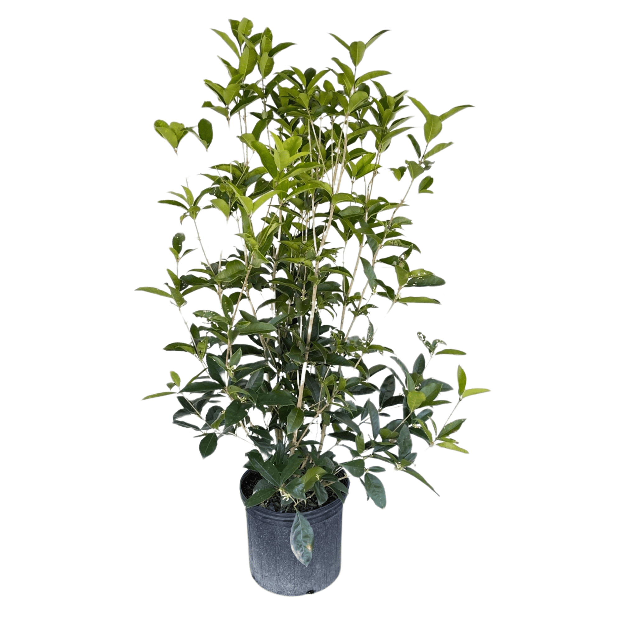 fragrant potted plants Fragrant Tea Olive 3-gallon Potted Plant - 'Osmanthus fragrans'