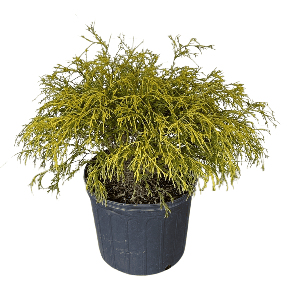 Gold Mop Cypress plant