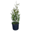 Green Giant Arborvitae Potted Plant