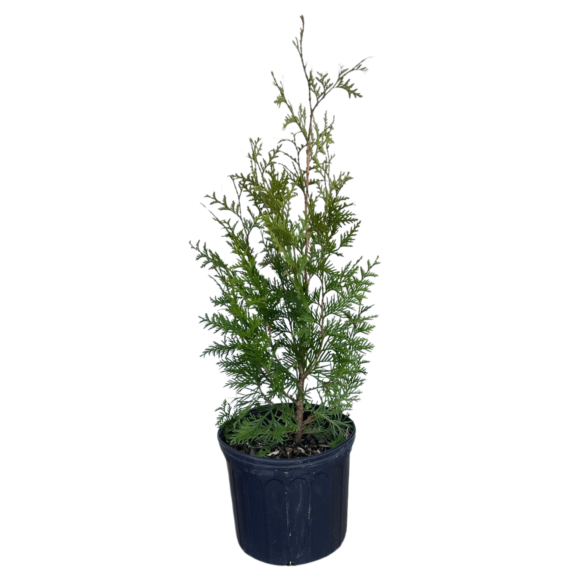 3 gallon potted plant Green Giant Arborvitae 3-gallon Potted Plant