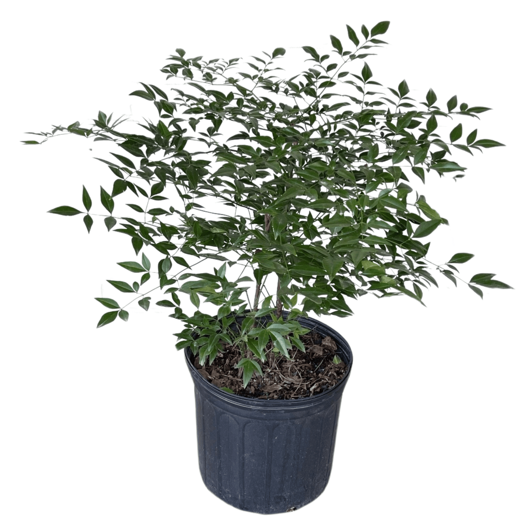 3 gallon pot plant Heavenly Bamboo Nandina