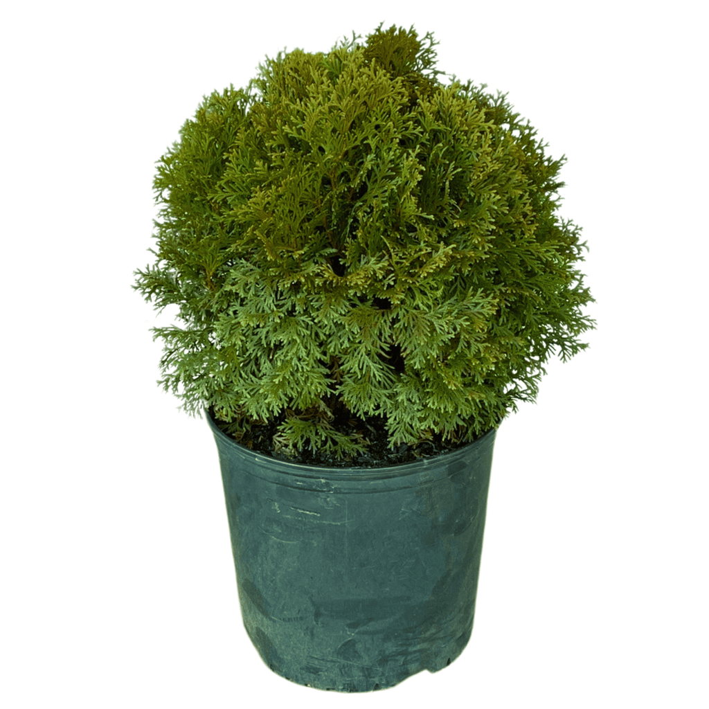 Little Giant Arborvitae Potted Plant