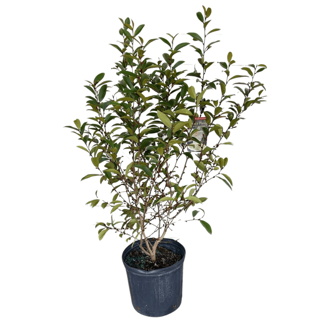 Magnolia Serendipity Potted Plant