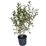 Magnolia Serendipity Potted Plant