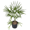 Windmill Palm Potted Plant