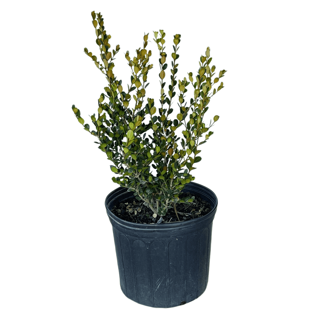 Wintergreen Boxwood potted plant