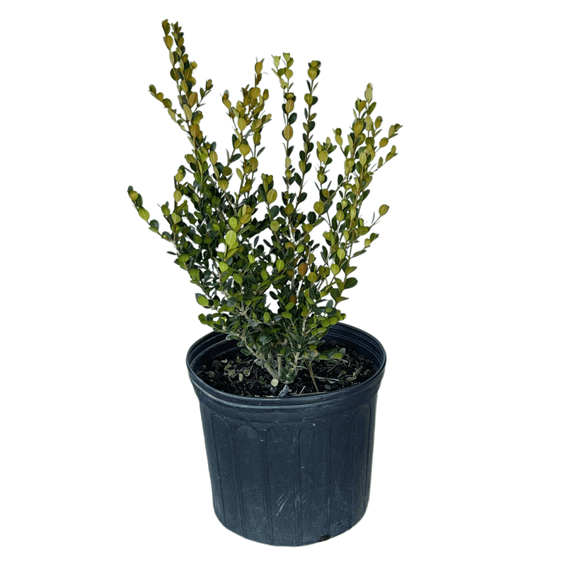 Wintergreen Boxwood potted plant
