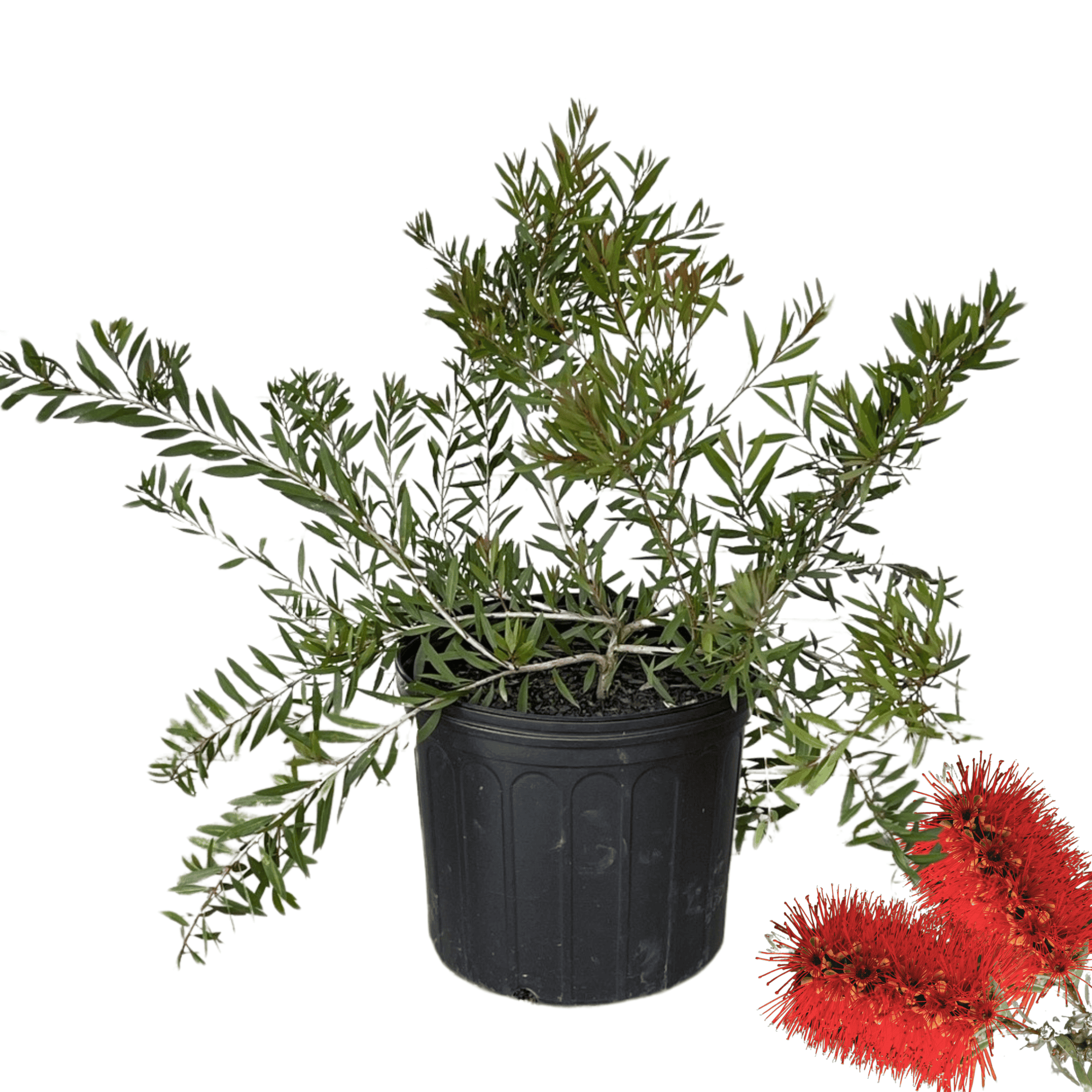 bottle brush plant in pot Woodlanders Red Bottlebrush Plant, 3-Gallon Live Plant