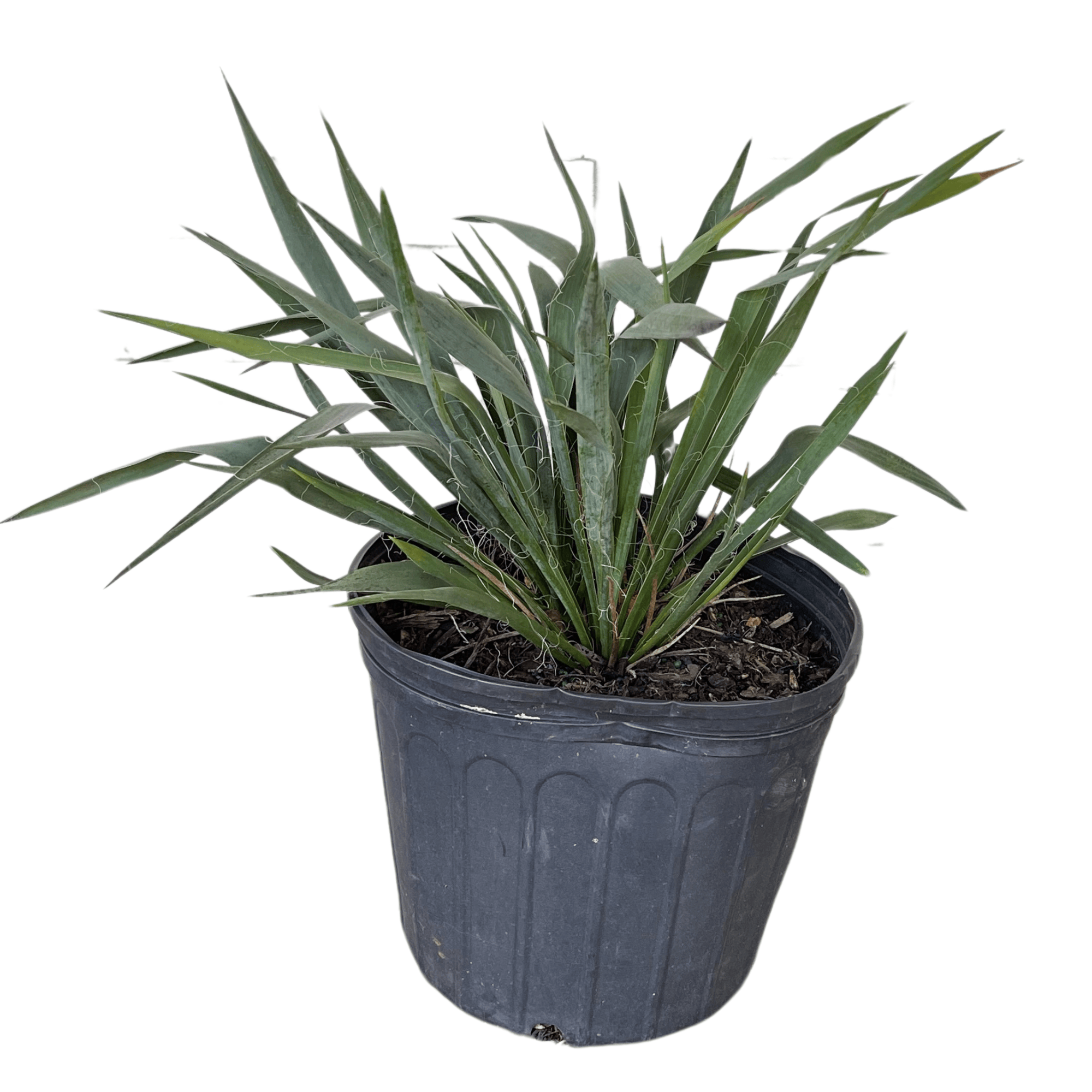 3 gallon potted plant Adams Needle 3-gallon Potted Plant