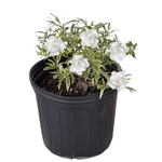 Dwarf Radicans Variegated Gardenia potted plant