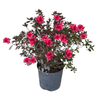 Sunglow Azalea Potted Plant