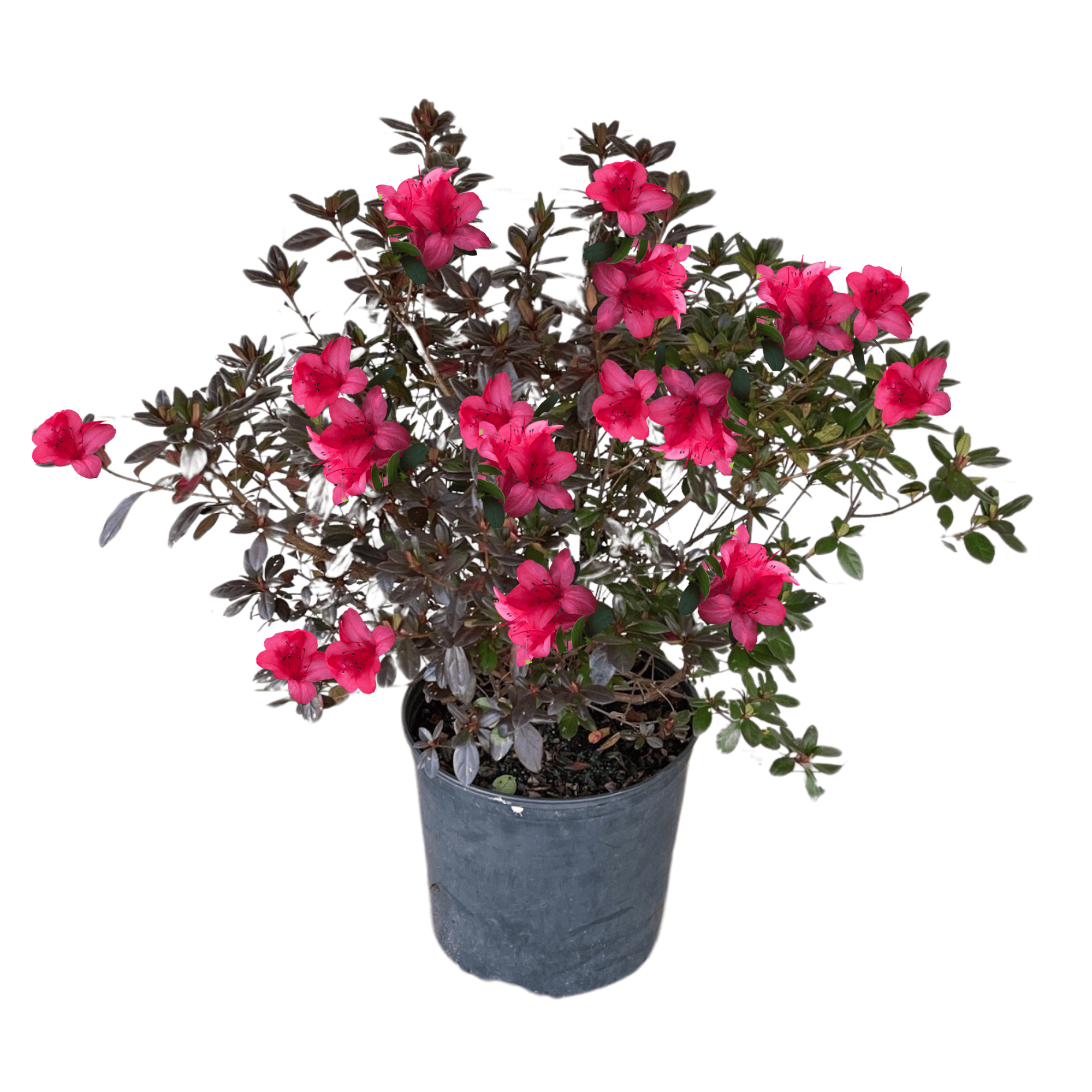 potted azalea plant Sunglow Azalea 3-gallon Potted Plant - Deciduous Flowering Shrub with Pink Flowers