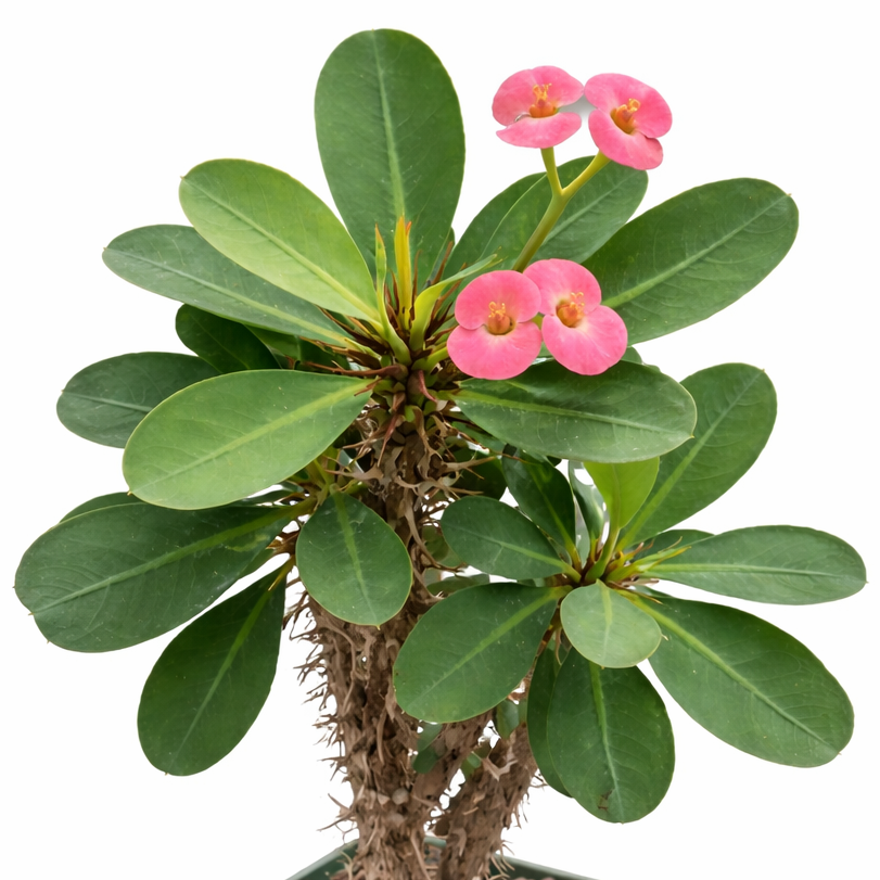 thorn succulent Crown of Thorns (Euphorbia milii) – 2" Pot – Hardy Blooming Succulent – Hand Picked Nursery