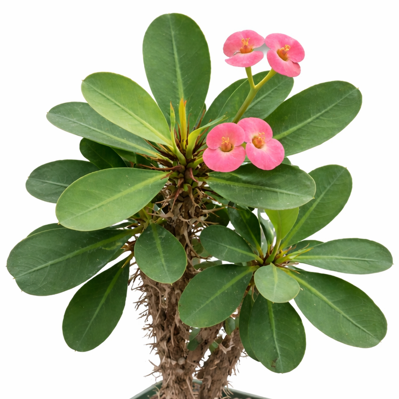 hanging begonia plant Hanging begonia Cascade Orange – Floratuin