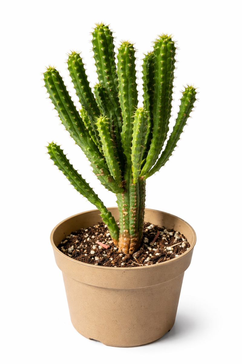 succulent corn Indian Corn Cob Cactus (Euphorbia mammillaris) Live Plant