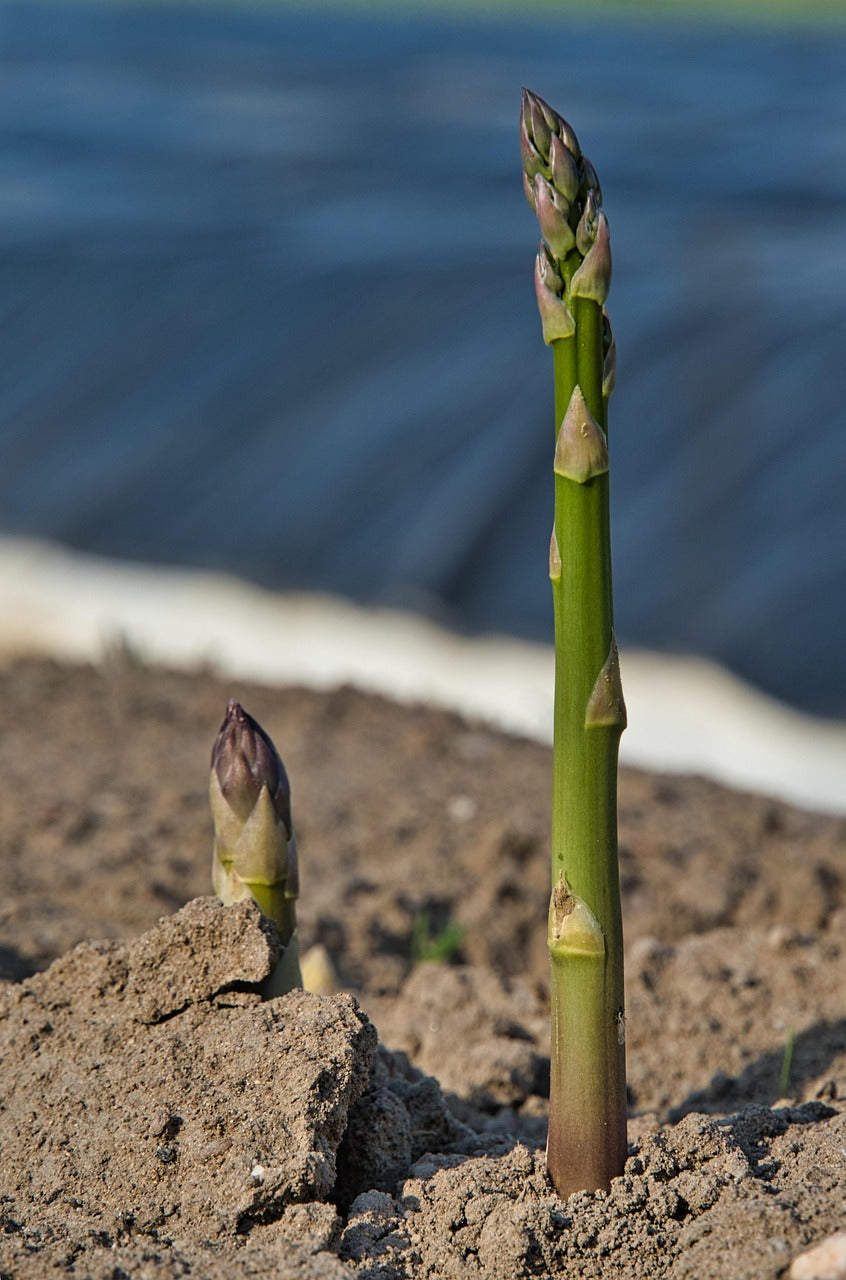 Jersey Knight Asparagus Plants