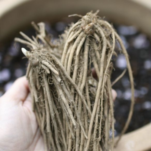 Asparagus Garden variety pack: Jersey Knight, Mary Washington, Purple Passion - 10 each