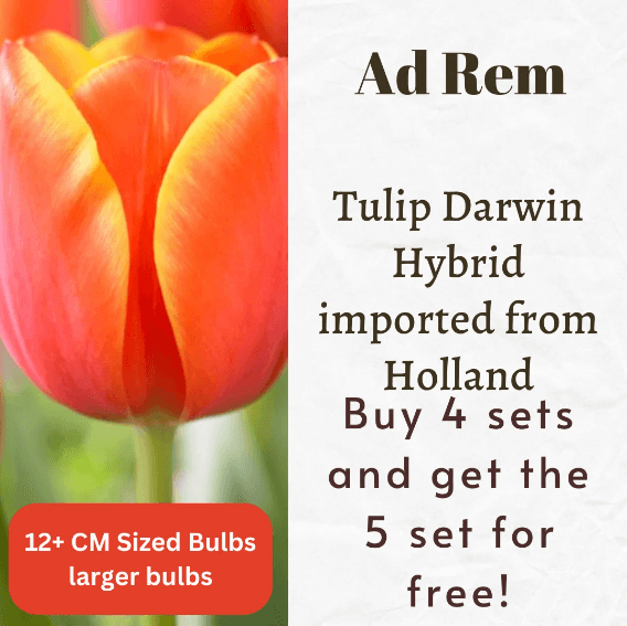 Ad Rem Tulip Darwin Hybrid Bulbs