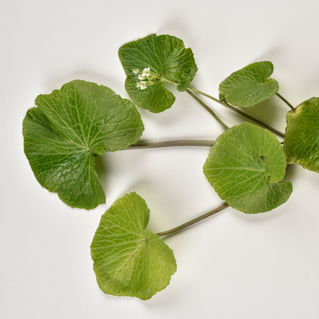 Akaoni Wasabi Plants