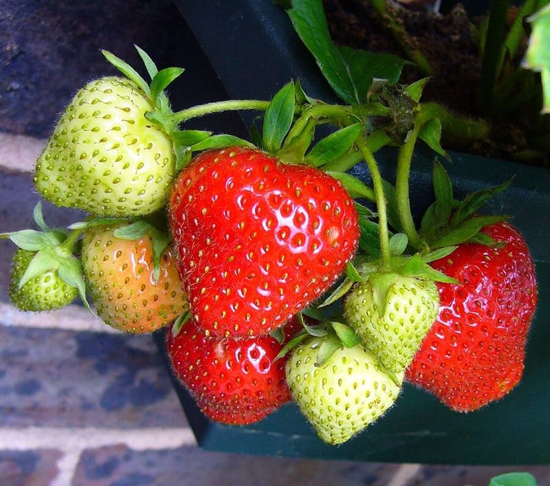 Albion Strawberry Plants