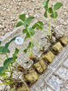 Hand Picked Nursery - Live Mara Deb Bois Strawberry Plugs - Day-Neutral Strawberry Plants for the Longest Strawberry Season!