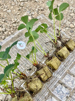 Hand Picked Nursery - Live Mara Deb Bois Strawberry Plugs - Day-Neutral Strawberry Plants for the Longest Strawberry Season!