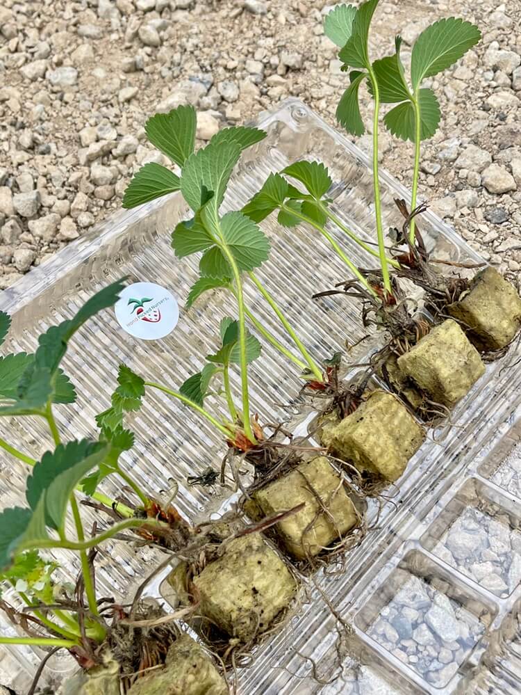 Hand Picked Nursery - Live Mara Deb Bois Strawberry Plugs - Day-Neutral Strawberry Plants for the Longest Strawberry Season!