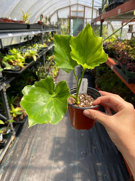 buddha palm plant Alocasia Cucullata – Hand Picked Nursery