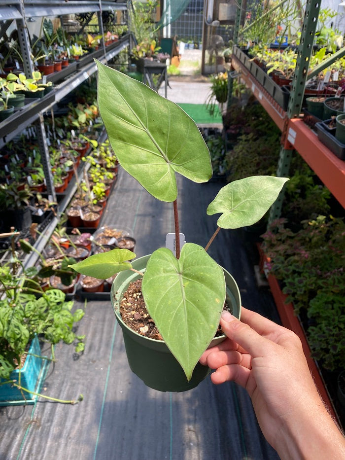 Alocasia Metalhead