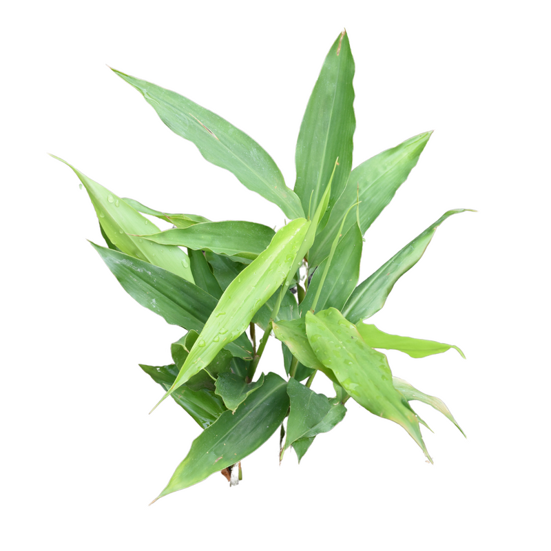Alpinia galangal (Greater Galangal)