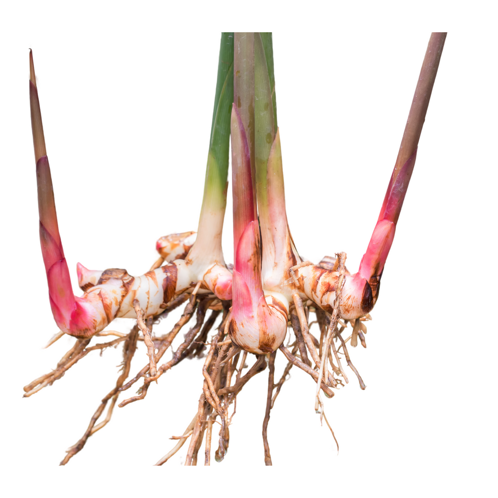 Greater Galangal