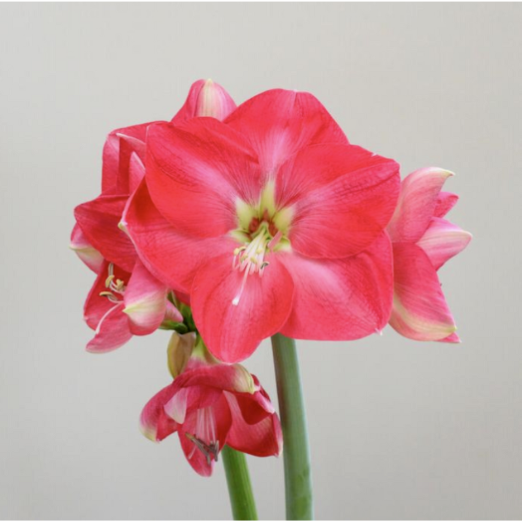 Amaryllis Dutch 'Candy Queen 