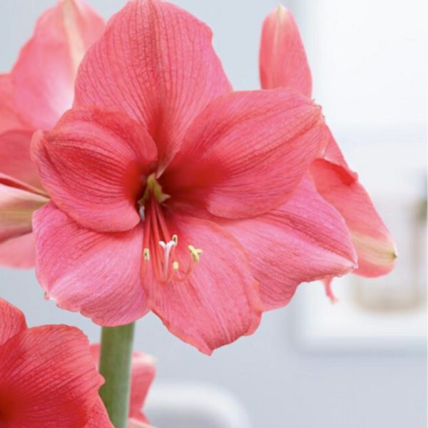 1 Amaryllis Dutch 'Pink Suprise' Size 36/38 cm - Beautiful Blooms
