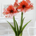 1 Amaryllis Dutch 'Star Dust'  
