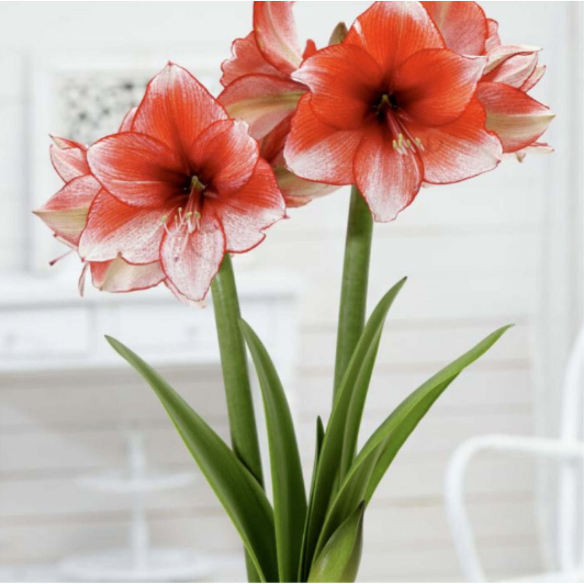 1 Amaryllis Dutch 'Star Dust' Size 36/38 cm - Beautiful Blooms 1 Amaryllis Dutch 'Star Dust' Size 36/38 cm - Beautiful Blooms