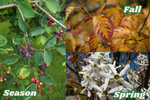 2 Japanese Maple Trees – Acer palmatum 'Atropurpureum' (2–3 ft Tall) | Brilliant Red Foliage | Cold Hardy | Bare Root Trees | PREORDER