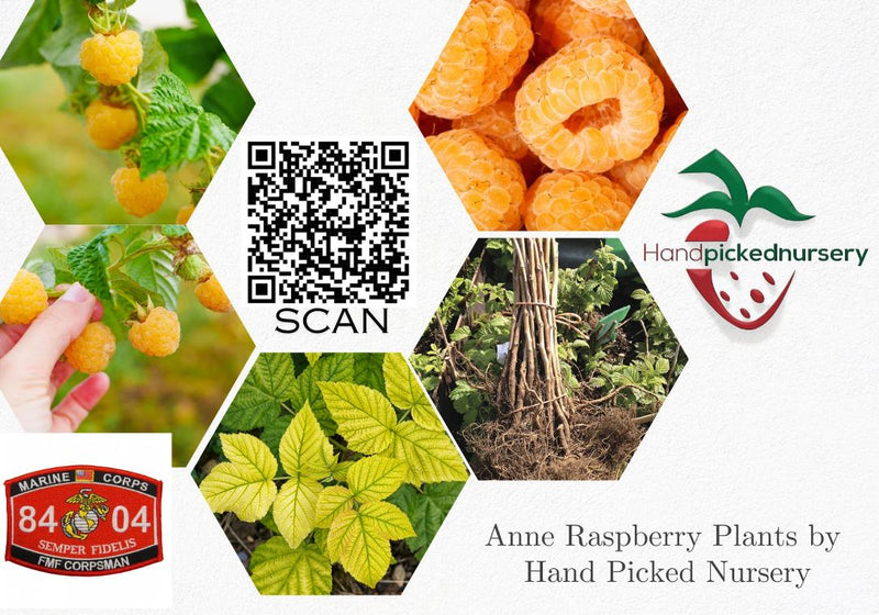 Golden Anne Raspberry 1 Gallon Potted Anne Golden Raspberry Plant - NON GMO - Buy 3 Get 1 FR ...