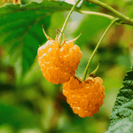 anne golden raspberry bareroot cane