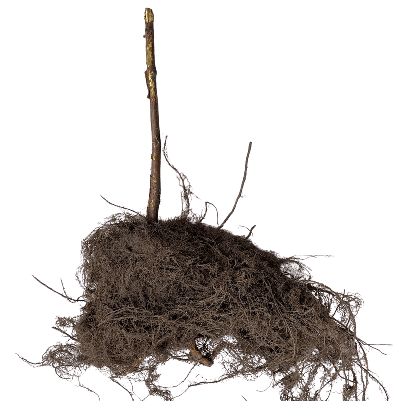 golden raspberry bare root cane