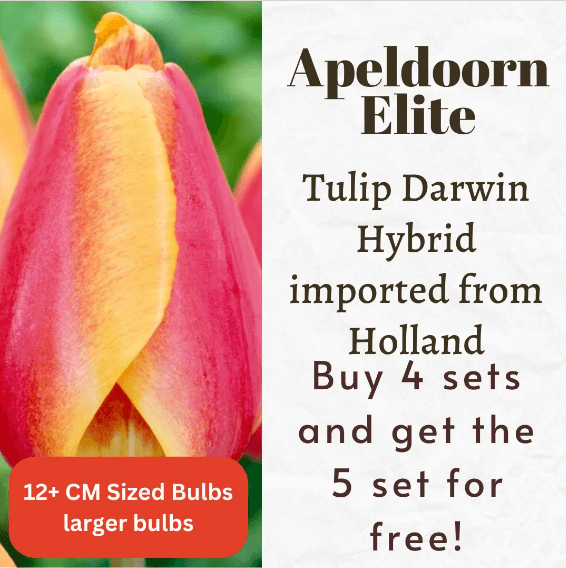 Apeldoorn Elite Tulip Darwin Hybrid Bulbs