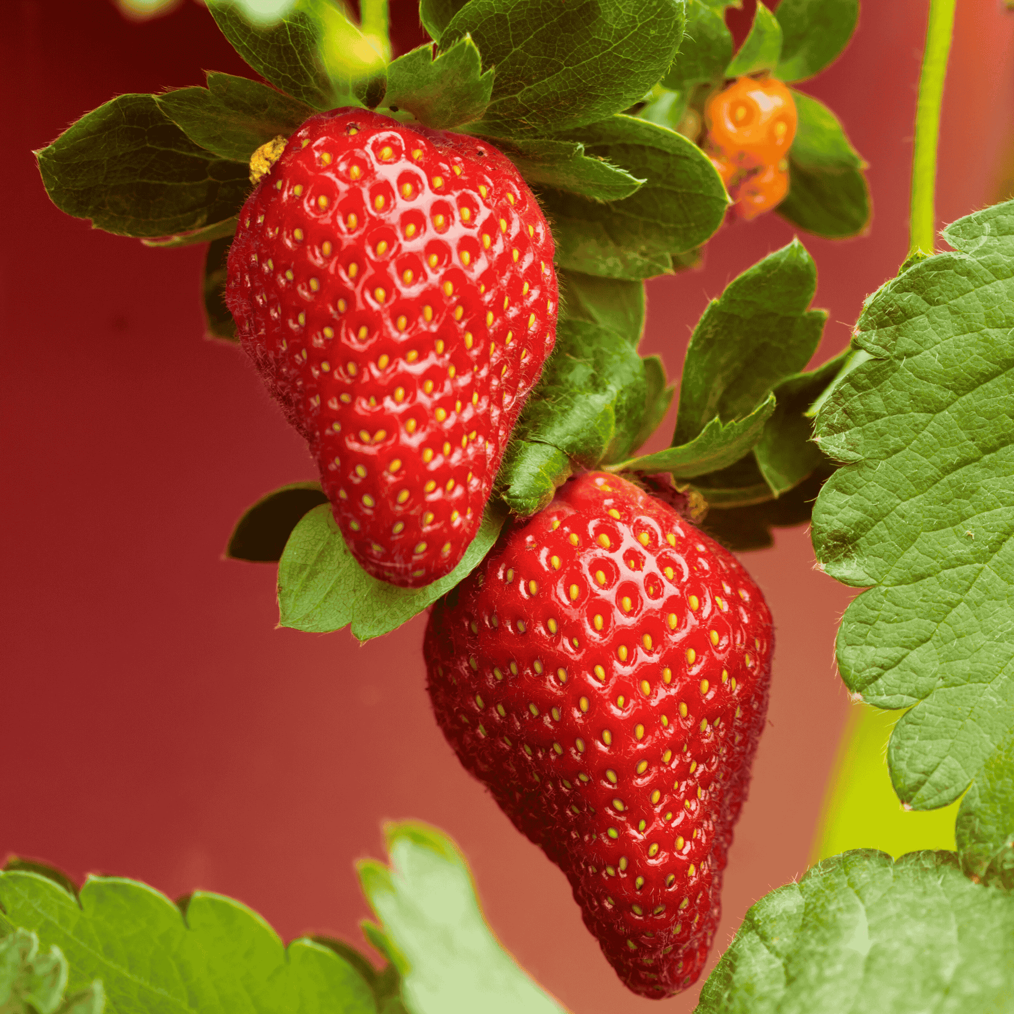 archer strawberry seeds Archer Strawberry Bare Root Plants | June-Bearing Sweet Strawberries