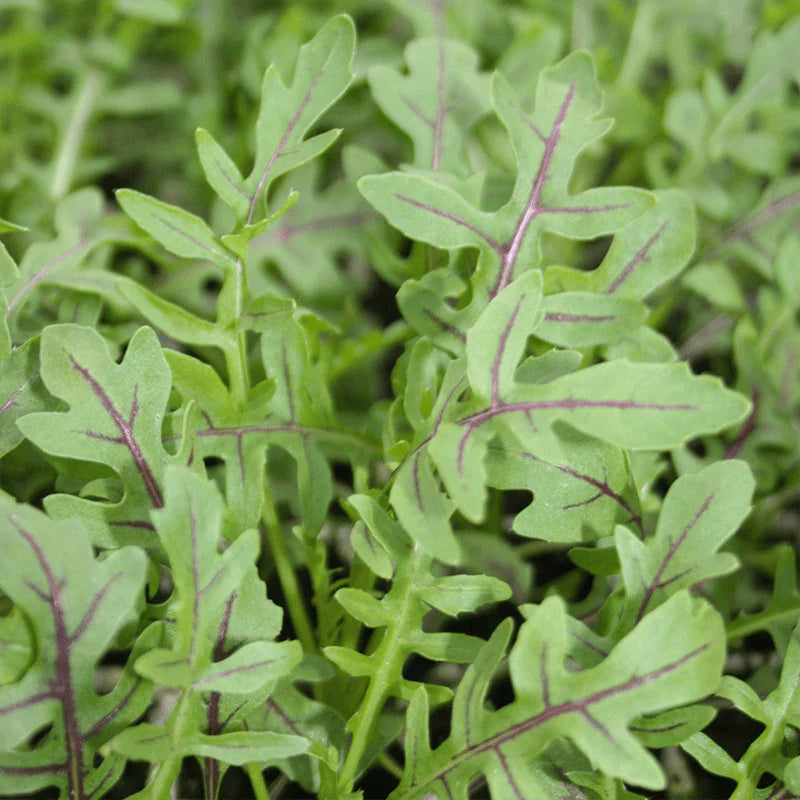 Arugula Dragon's Fire Seed - 50 Seeds