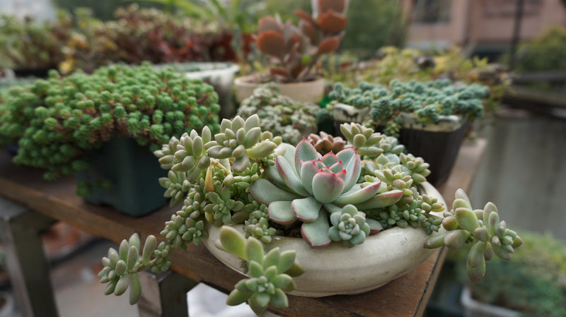 live succulent plants Succulent Propagation Leaves (25 Pack)